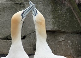 “多情鸟”北方塘鹅图片