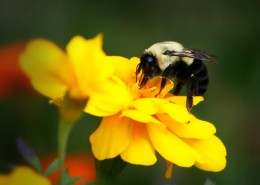 圆乎乎的熊蜂图片