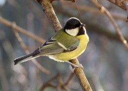 脸颊白白的大山雀图片