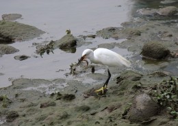 白鹭抓泥鳅图片大全