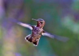 飞行嗡嗡作响的蜂鸟图片