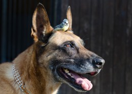 大型比利时玛利诺犬图片