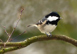 性较活泼的煤山雀图片