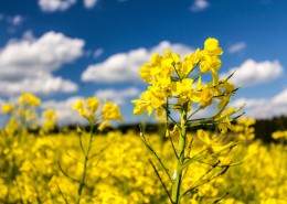 金黄色的油菜花田图片大全