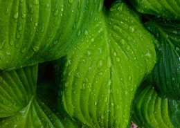 绿色的植物叶片图片大全