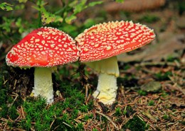 红色毒蝇伞毒蘑菇图片大全