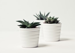 清新的小型植物盆栽图片