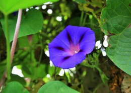 颜色各异的牵牛花图片大全