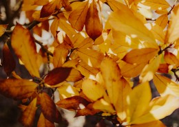 树枝上枯黄的树叶图片