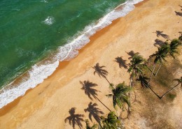 挺拔的椰子树图片