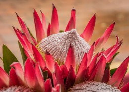 南非普罗梯亚木花图片