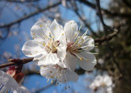 白色的桃花图片