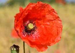 鲜红的罂粟花图片