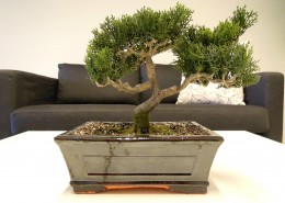 枝展叶舒的盆景图片