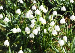 洁白的夏雪片莲图片