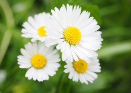 盛开的雏菊图片大全