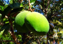 树枝上未成熟的芒果图片大全