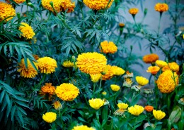 鲜艳的菊花图片