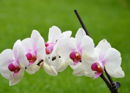 芬芳吐艳的蝴蝶兰花图片