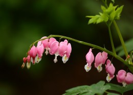 耐寒的荷包牡丹图片
