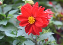 盛开的红色大丽花图片