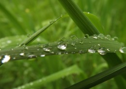 绿叶上的水珠图片大全