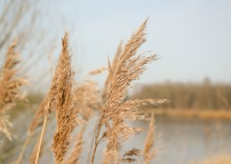 泛黄的芦苇图片