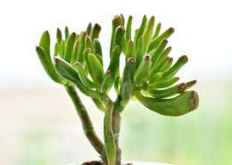 清新的多肉图片