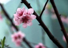 粉色的桃花图片