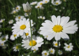 美丽的雏菊图片