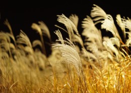 漂亮的芦苇丛图片