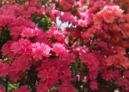 盛开的杜鹃花图片大全