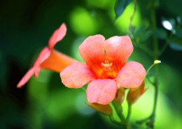 清新唯美的凌霄花图片