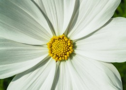 花蕊特写图片