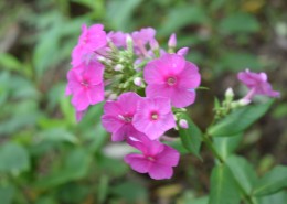 绽放的天蓝绣球图片