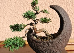 枝展叶舒的盆景图片大全