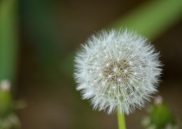 轻盈柔软的蒲公英图片大全