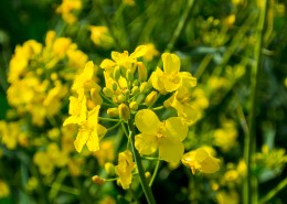 金黄色的油菜花图片大全