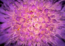 微距拍摄的花朵图片