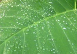 叶子上的水珠图片大全