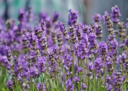 清新典雅的薰衣草图片