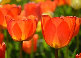 热烈开放的火红郁金香图片大全