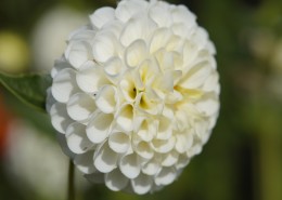 多种颜色的大丽花图片大全