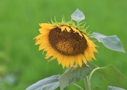 唯美护眼太阳花图片