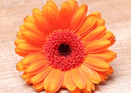 橙黄色的非洲菊图片