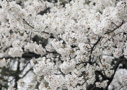 洁白似雪的樱花图片