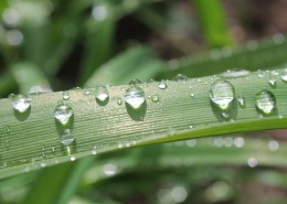 挂着水滴的叶子图片