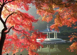 秋季唯美枫叶图片