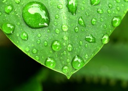叶子上的小水珠图片