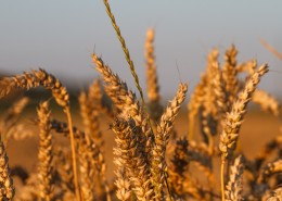 成熟的小麦图片